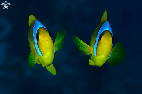 A amphiprion bicinctus | pesce pagliaccio