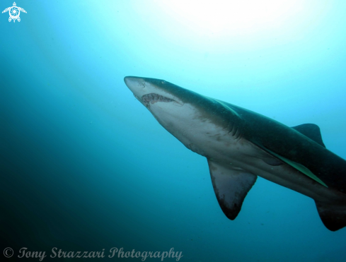 A Carcharias taurus | Grey nurse shark