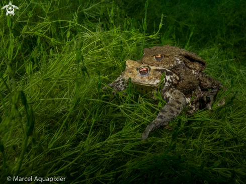 A Bufo bufo | Erdkröte