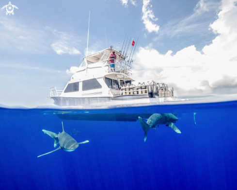 A Carcharhinus longimanus | Oceanic White Tip Shark