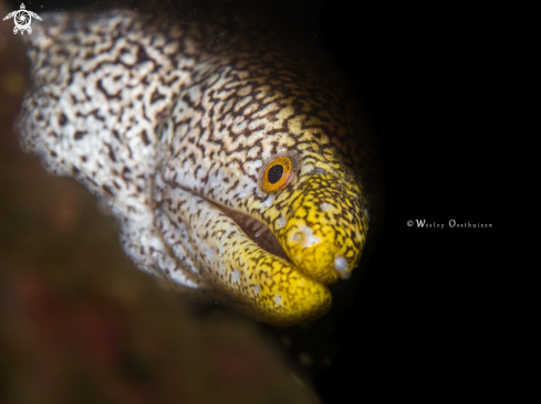 A Echidna nebulosa | Snowflake moray