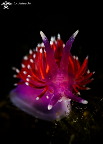 A Flabellina Ischitana