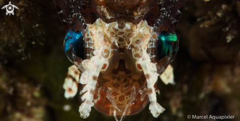 A Shortfin Dwarf Lionfish