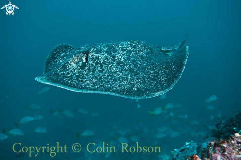 A stingray