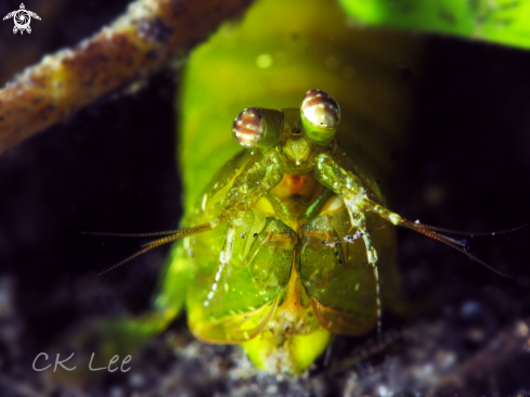 A GREEN MANTIS SHRIMP