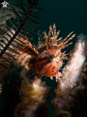 A Pterois antennata | Lionfish