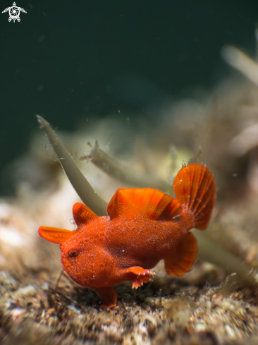 A Painted frogfish