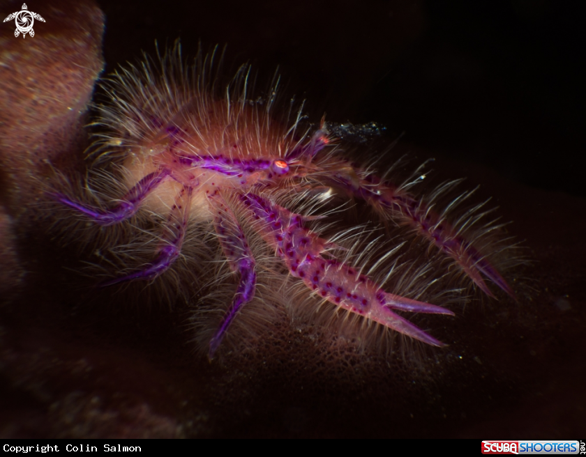 A Pink hairy squat lobster