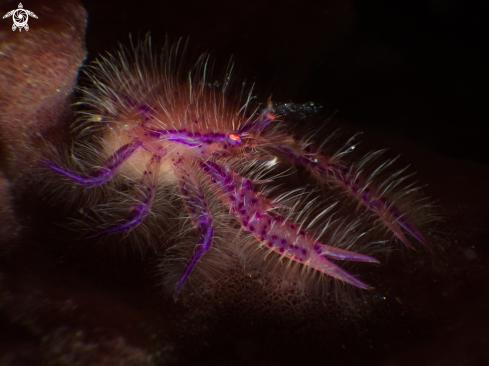 A Pink hairy squat lobster