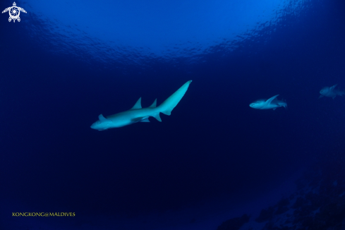 A Nurse shark