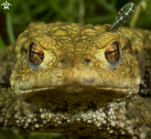 A Bufo bufo | Erdkröte