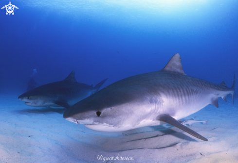 A Tiger Shark