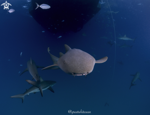 A Nurse Shark and Caribbean Reef Sharks