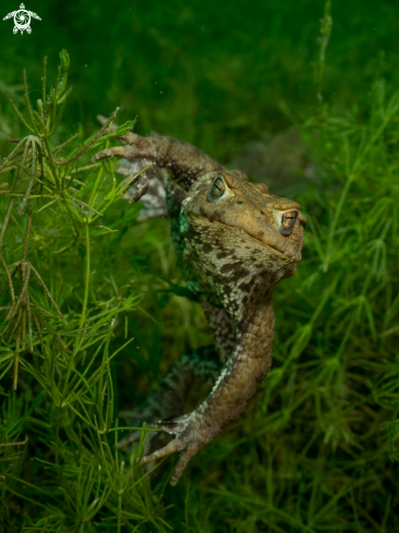 A Bufo bufo | Toad ( Erdkeöte)