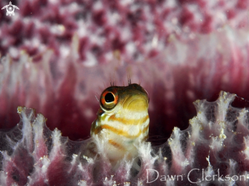 A Saddled Blenny