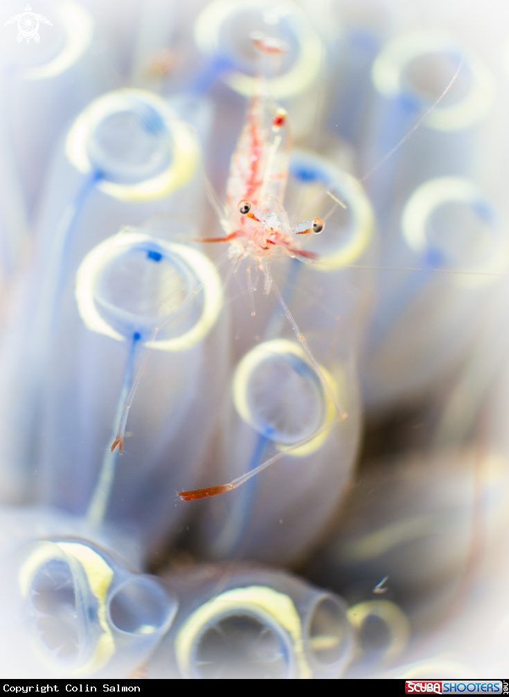 A Shrimp in tunicate