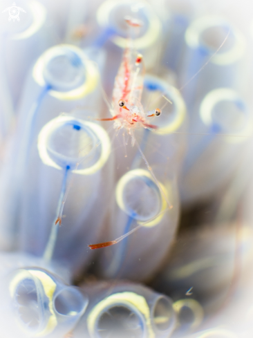 A Shrimp in tunicate