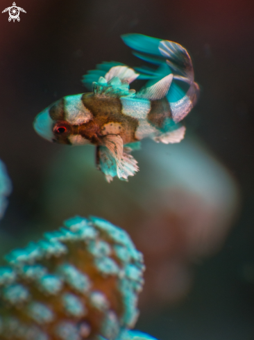 A Plectorhinchus chaetodonoides | Harlequin Sweetlips juvenile