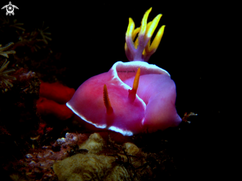 A Hypselodoris Apolegma | Hypselodoris 