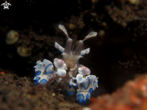 A Hymenocera Elegans | Harlequin Shrimp