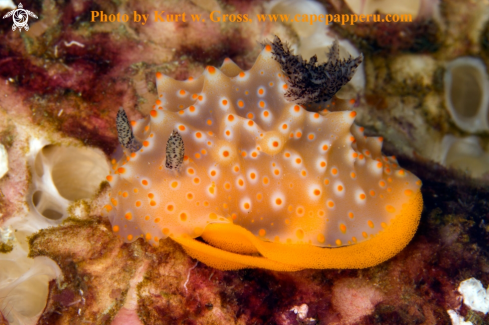 A Halgerdacarlsoni | Nudibranche