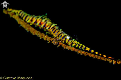 A Tozeuma armatum | Saw blade Shrimp