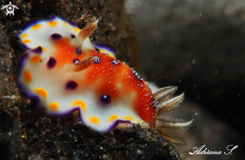 A Nudibranch