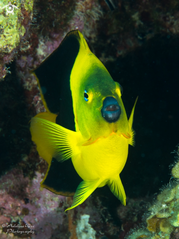 A Holacanthus tricolor | Rock Beauty