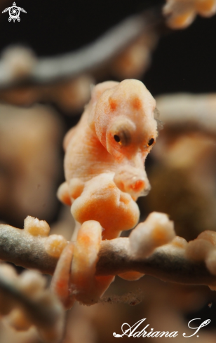 A Denise´s Pygmy Seahorse