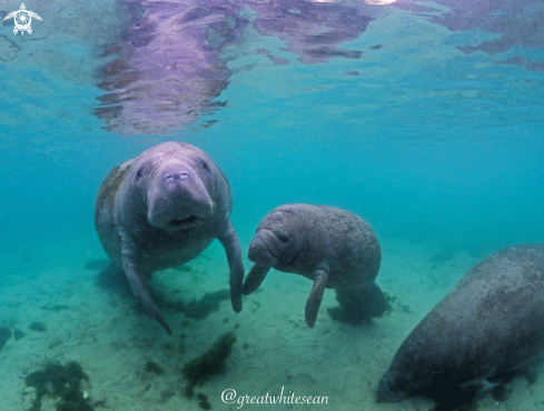 A Trichechus manatus | Manatee