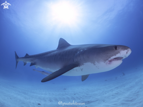 A Galeocerdo cuvier | Tiger Shark