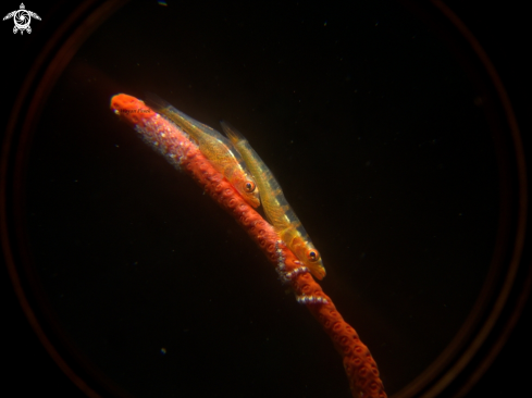 A Whip coral goby