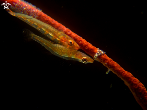 A Whip coral goby