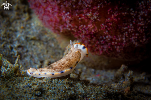 A Dermatobranchus caeruleomaculatus | NUDIBRANCH