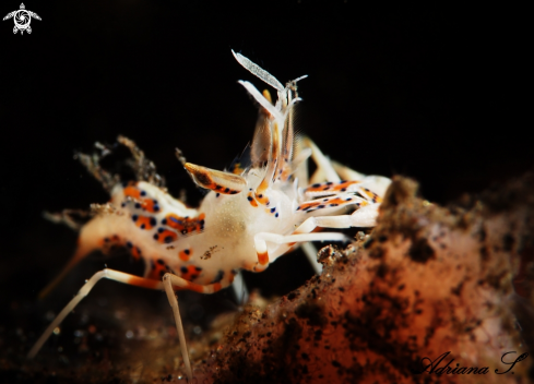 A Phyllognathia ceratophthalmus | Spiny Tiger Shrimp