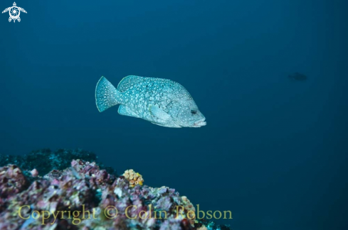 A reef fish