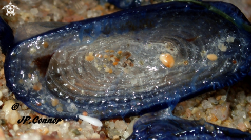 A Velella velella | Barque de la Saint-Jean