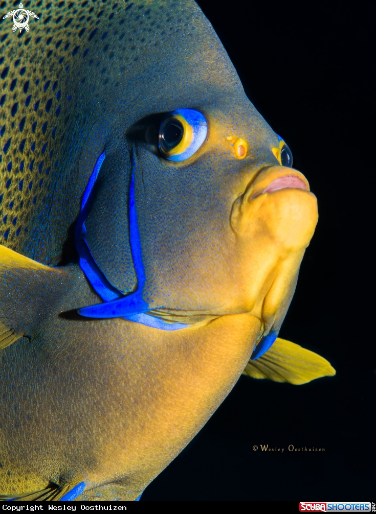 A Semicircle angelfish