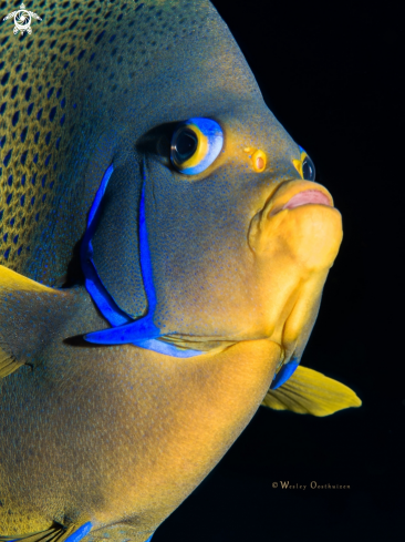 A Semicircle angelfish