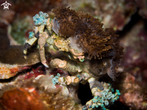 A Corallimorph Decorator Crab