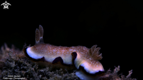 A Nudibranch