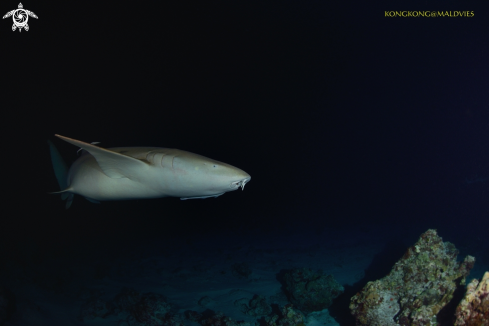 A Nurse Shark