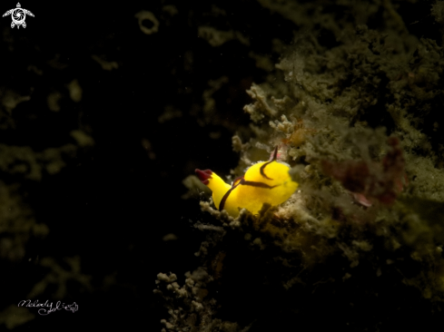 A Nudibranch