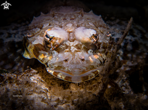 A Crocodile Fish