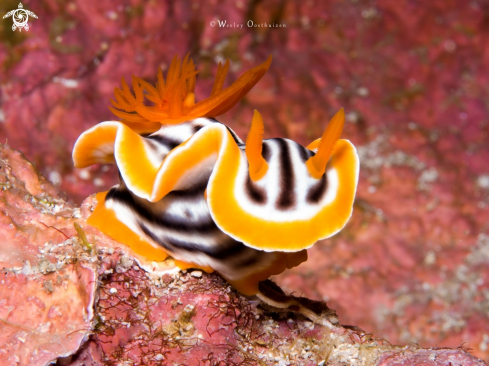 A Nudibranch