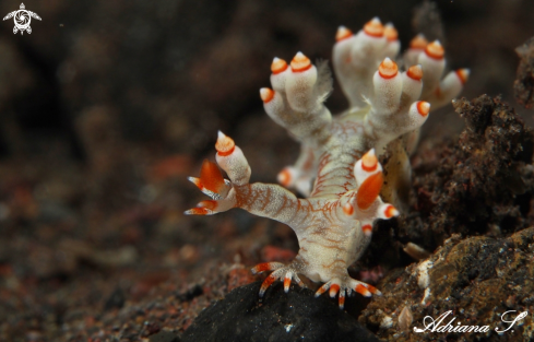 A Nudibranch