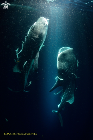 A Whale sharks