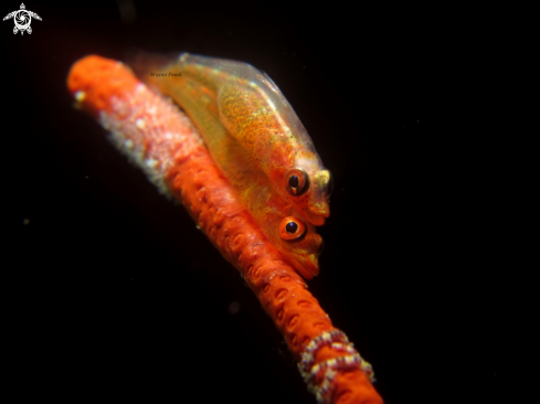 A Whip coral goby