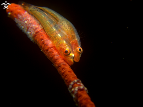 A Bryaninop yongei | Whip coral goby