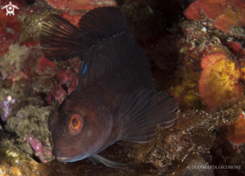 A Blennide